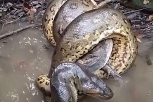CLIP: Đối đầu với trăn anaconda 'khủng', cá sấu nhận cái kết cực kỳ đau đớn