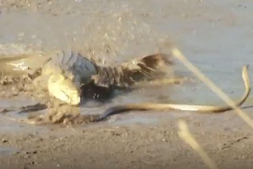 CLIP: Liều mình vượt sông, rắn mamba đen bị cá sấu sông Nile kết liễu không thương tiếc