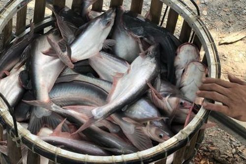 Loại cá xưa đầy giờ thành đặc sản xuất khẩu nước ngoài, ai ăn cũng mê, 60.000 đồng/kg