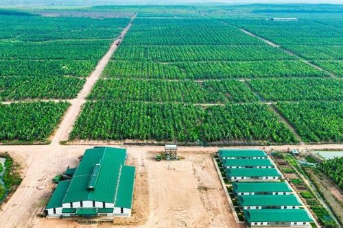 HAGL Agrico lỗ 14 quý liên tiếp
