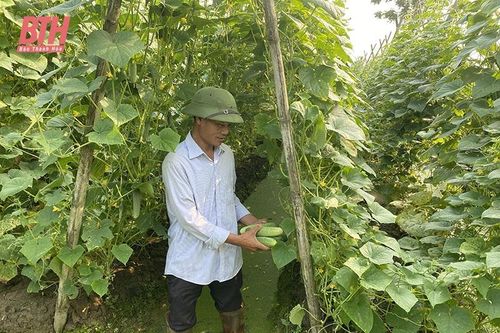 Hà Trung nâng cao hiệu quả sản xuất vụ đông