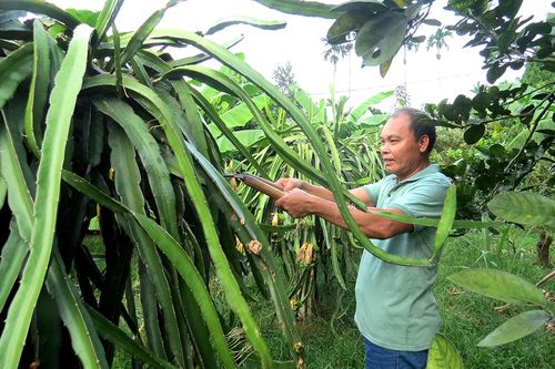 Cẩm Khê đẩy mạnh xuất khẩu lao động