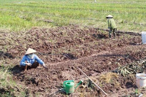 Gần 400ha cây trồng vụ Đông nhiễm sâu bệnh