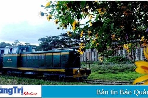 Xôn xao mùa dã quỳ Đà Lạt