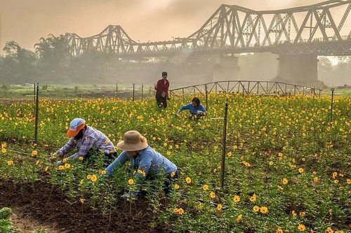 Hà Nội: Ra mắt công trình Bến hoa Phúc Xá – Ba Đình