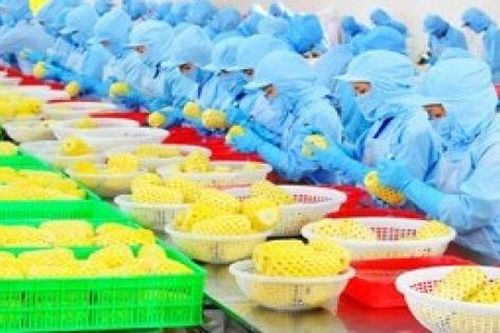 Kết hợp chế biến với quảng bá thương hiệu để nâng cao chuỗi giá trị nông sản xuất khẩu