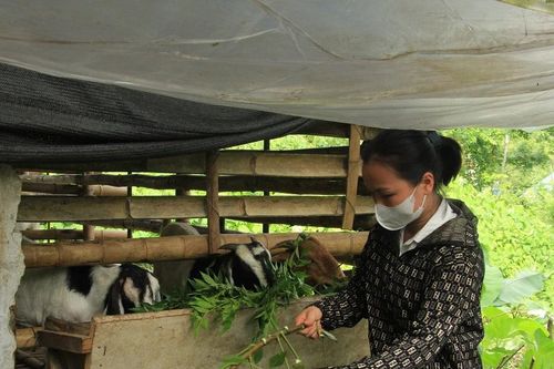 Nhiều giải pháp giảm nghèo bền vững
