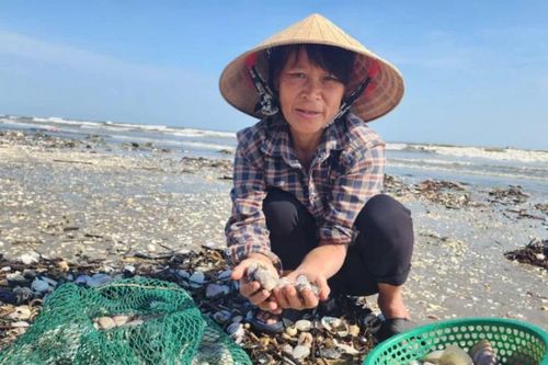 Sò dạt trắng bờ biển, người dân đổ xô đi nhặt 'lộc trời'