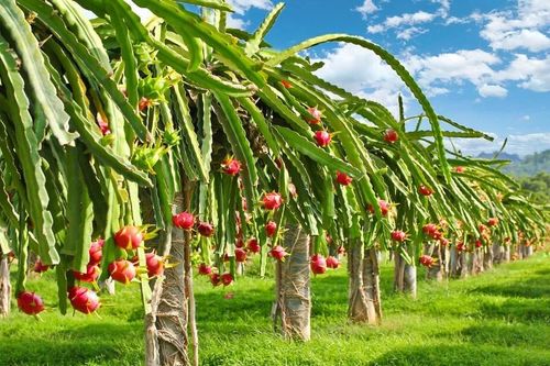 Bình Thuận sẽ tổ chức Festival thanh long lần đầu tiên vào năm 2025