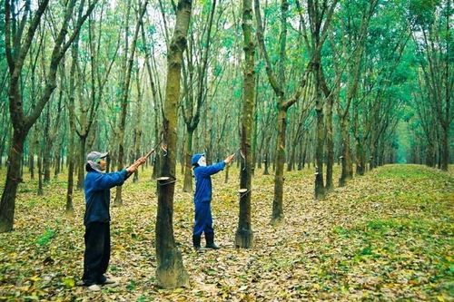 Cổ phiếu ngành cao su đang có những cơ hội sinh lời hấp dẫn