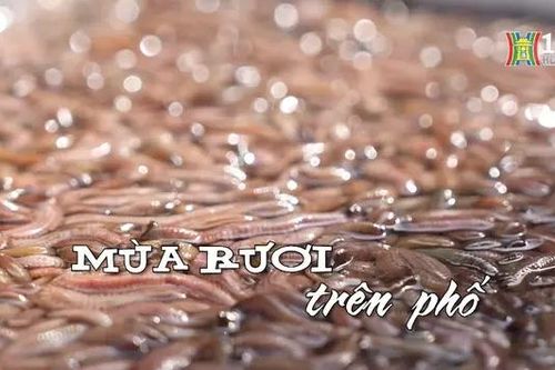 Mùa rươi trên phố | Nhịp sống Hà Nội | 31/10/2024
