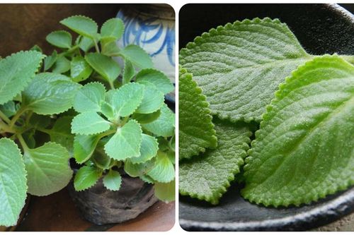 Cách sử dụng lá húng chanh tốt cho sức khỏe