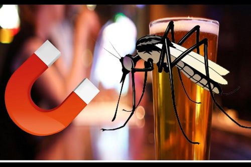 Mẹo diệt muỗi bằng bia