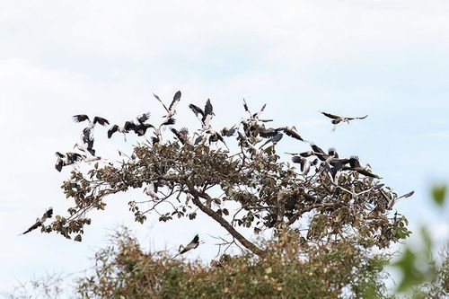 Phát triển du lịch Vườn Quốc gia Lò Gò - Xa Mát gắn với bảo tồn