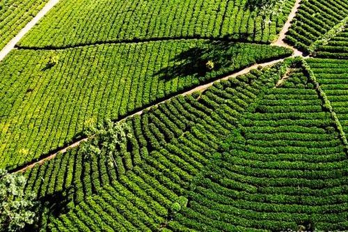 Mãn nhãn với những đồi chè xanh mướt, dài ngút ngàn ở Thái Nguyên