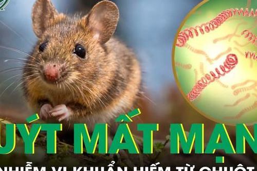 Đang khỏe mạnh bỗng nguy kịch do nhiễm vi khuẩn hiếm từ chuột