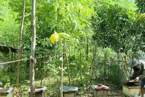 Nho Quan (Ninh Bình): Thực hiện hiệu quả Dự án 1 cho đồng bào dân tộc thiểu số