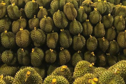 Sầu riêng tăng giá gấp đôi