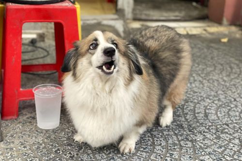 Quán nem nướng ở TP.HCM bất ngờ đông khách nhờ một con chó
