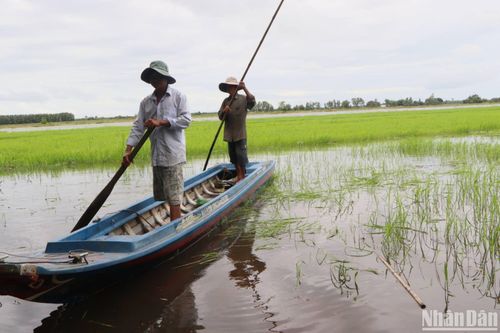 Lưu giữ nguồn gien lúa mùa nổi
