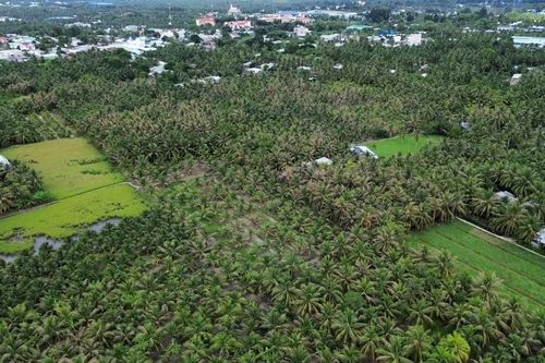 Tiền Giang: Vận động nông dân đốn bỏ hơn 1.400 cây dừa bị sâu đầu đen gây hại