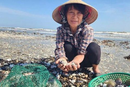 Người dân Hà Tĩnh đổ xô ngâm nước vớt 'lộc biển'