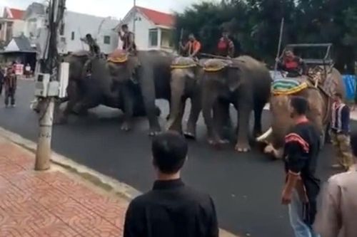 Hình ảnh đàn voi quỳ gối, tiễn biệt 'vua voi' Tây Nguyên
