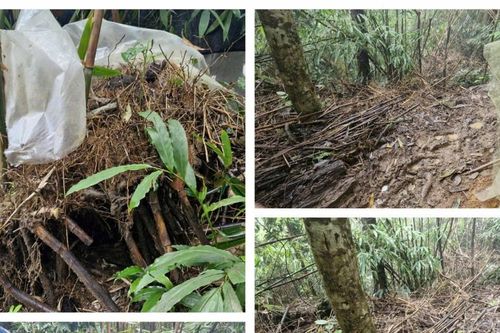 Chi cục Kiểm lâm xác minh thông tin Báo Nghệ An phản ánh việc trồng sâm Ngọc Linh tác động tiêu cực đến rừng phòng hộ Puxailaileng