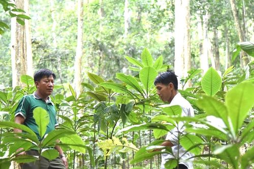 Hiệu quả 'Quỹ xoay vòng' cho vay trồng dược liệu dưới tán rừng