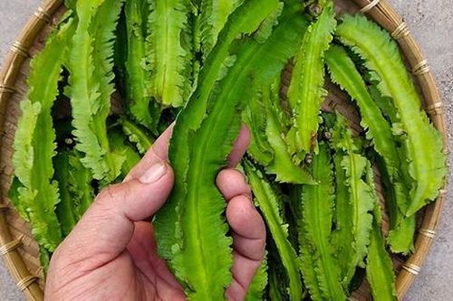 Loại rau hình con sâu bự ví như 'vàng xanh' được thế giới săn lùng, ở Việt Nam có đầy