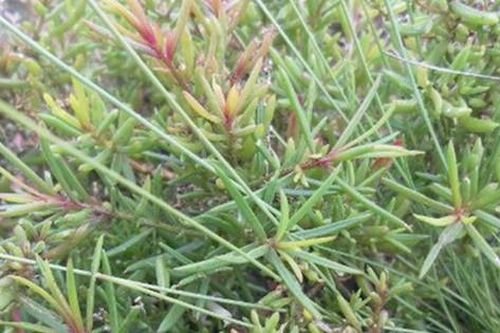 Cây dại mọc bờ bụi không ai ngó nay thành đặc sản dân phố 'thích mê', 100.000 đồng/kg