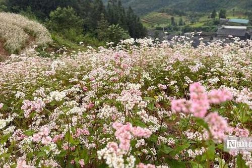 Hà Giang: Lễ hội hoa tam giác mạch, 10 năm khắc ghi dấu ấn