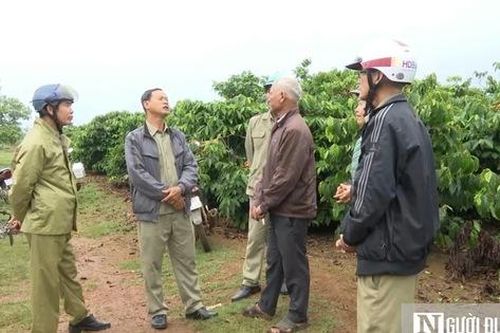 Giá cà phê liên tục 'lập đỉnh', người dân tính 'trăm phương ngàn kế' bảo vệ nông sản