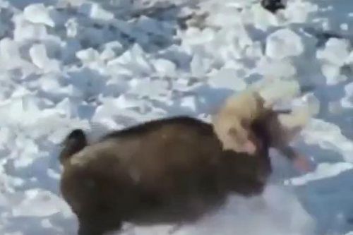 CLIP: Cả gan săn bò bizon, sói xám nhận cái kết 'nhớ đời'