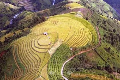 Mùa lúa chín nơi rẻo cao Bắc Yên
