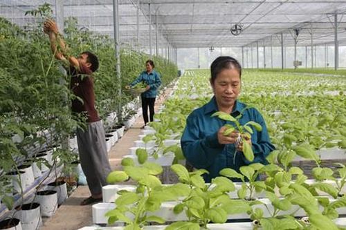 Một số chính sách mới của Chính phủ có hiệu lực từ tháng 11/2024