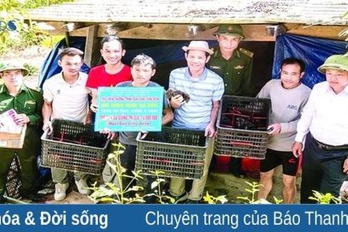 Nuôi gà đen bản địa ở Mường Lát