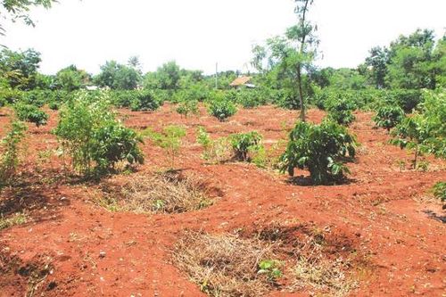 Đắk Lắk dự kiến thu hồi gần 128.000 ha đất rừng bị lấn chiếm
