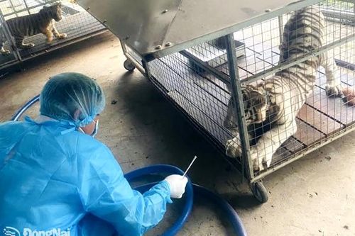 Vụ 20 con hổ quý hiếm bị chết do cúm: Tất cả các mẫu thử trên chim, thú tại Khu du lịch Vườn Xoài đều âm tính với cúm gia cầm A/H5N1