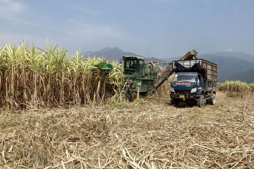 Ninh Hòa: Nông dân phấn khởi vì trúng mùa 'mía ngọt'