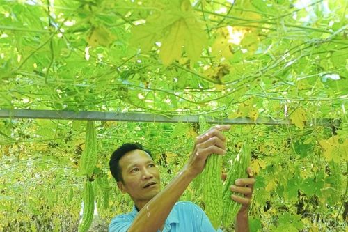 Màu xanh trở lại vùng chuyên canh rau Gia Phú