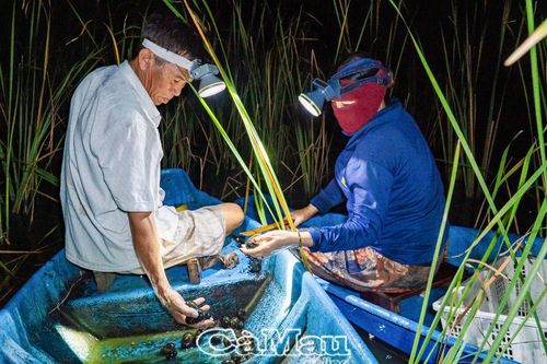 Thêm thu nhập từ soi ốc bươu vàng