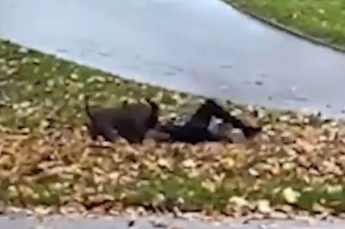 Hãi hùng khoảnh khắc Pitbull vật lộn, cắn xé một nam sinh