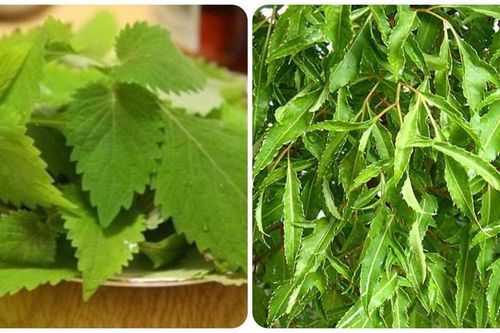 5 loại rau quen thuộc là cây thuốc được Bộ Y tế công nhận