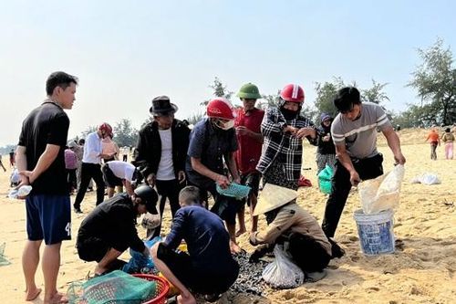 Quảng Bình: người dân ra biển vớt 'lộc trời' sau mưa lũ