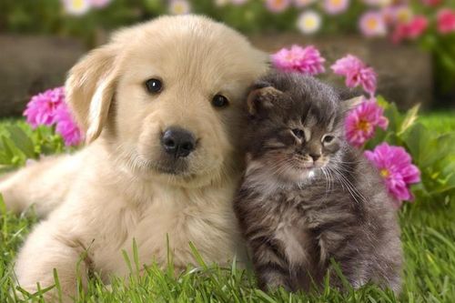 15 đặc điểm trái ngược cực thú vị giữa mèo và chó