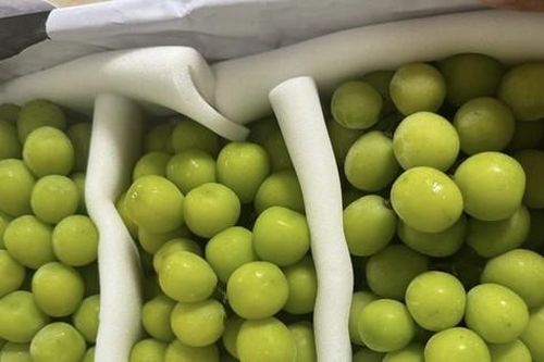 Kết quả kiểm tra nho Trung Quốc nhập vào Việt Nam