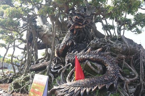 Sững sờ cây cảnh dáng 'kỳ quái' chủ rao bán 10 tỷ đồng