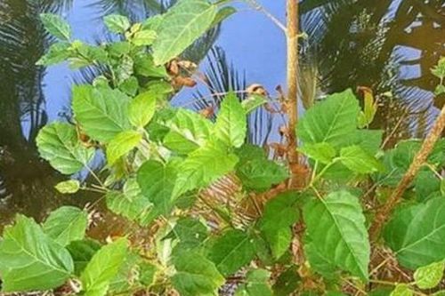 Cây dại mọc bờ mọc bụi xưa không ai hái nay thành đặc sản dân phố 'thích mê', 70.000 đồng/kg