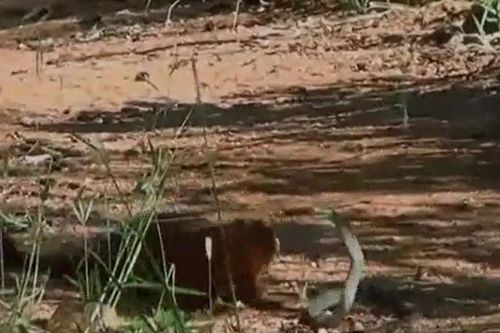 CLIP: Cầy mangut chơi trò 'mèo vờn chuột' với rắn mamba đen cực độc rồi nhận cái kết không ai nghĩ ra